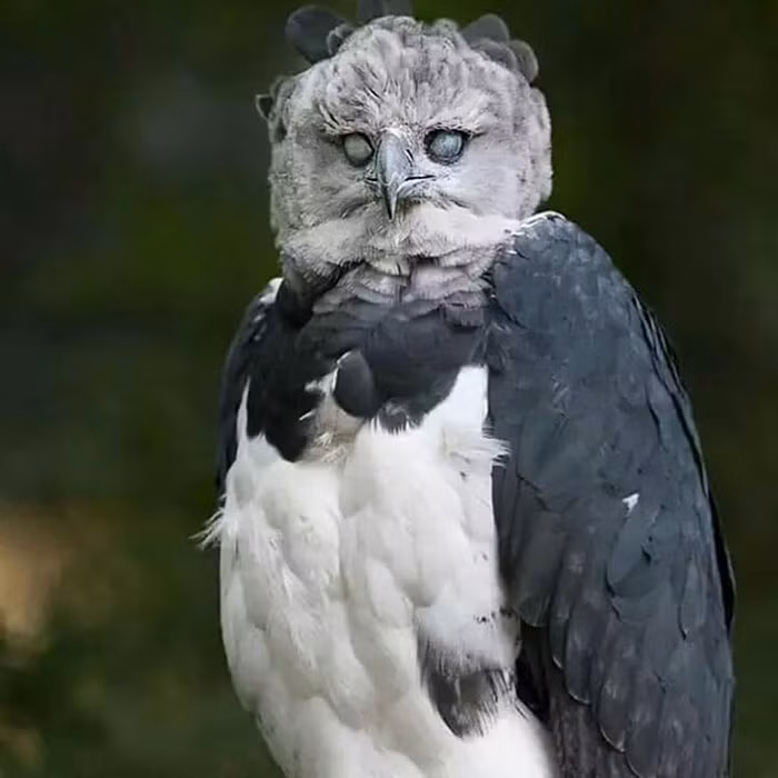 Có đôi lúc, những người nhìn thấy đại bàng Harpy còn hoảng sợ vì biểu hiện của loài chim này chẳng khác nào một loài chim sở hữu trí thông minh của con người.