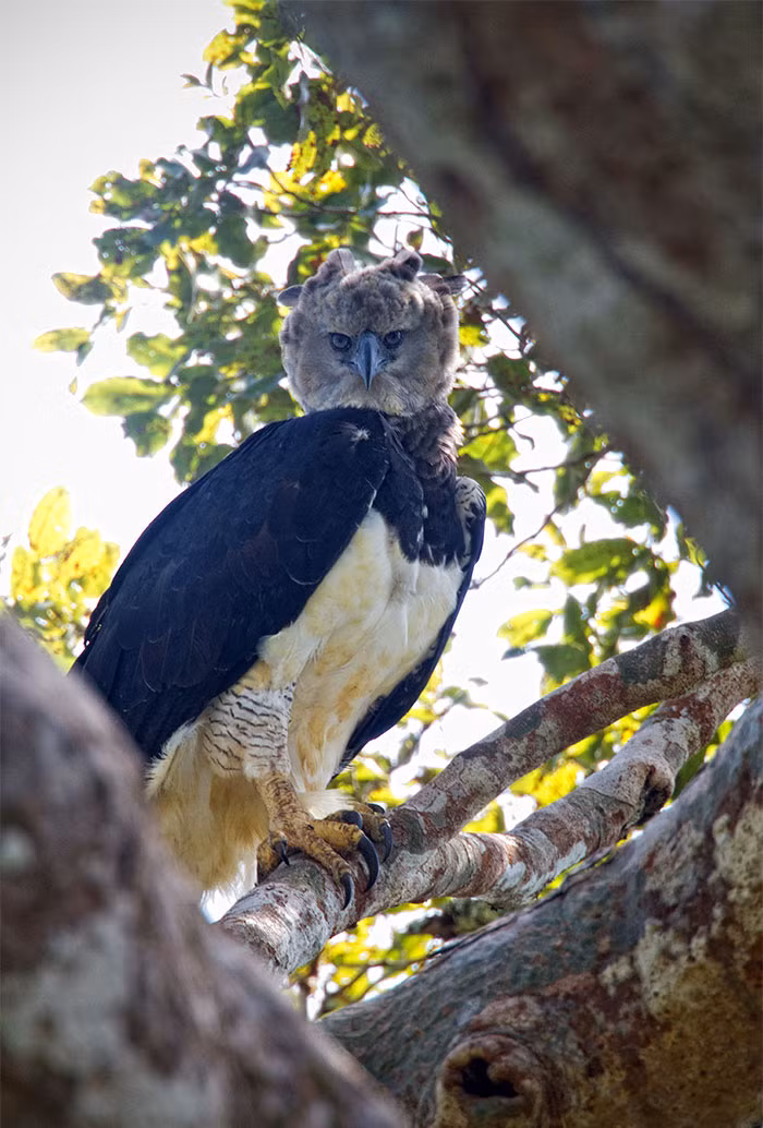 Theo tìm hiểu, đại bàng Harpy là loại chim khổng lồ, có kích thước cực kỳ đồ sộ, sánh ngang với con người.