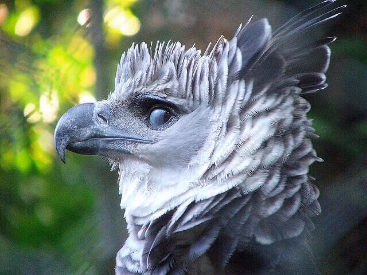 Đại bàng Harpy kỳ dị đến mực, nhìn từ mọi góc độ, nó giống như một loài chim thần.