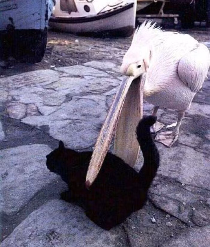 Mèo mun sợ rúm ró khi bị bồ nông trêu ghẹo.