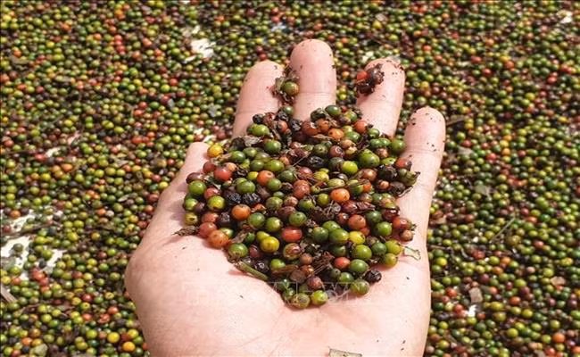 Theo số liệu của Tổng cục Hải quan, xuất khẩu hồ tiêu 2 tháng đầu năm 2021 của cả nước đạt 30.291 tấn, kim ngạch đạt 87,56 triệu USD. So với cùng kỳ năm 2020, sản lượng xuất khẩu hồ tiêu giảm 25,3%, kim ngạch giảm 6,5%.