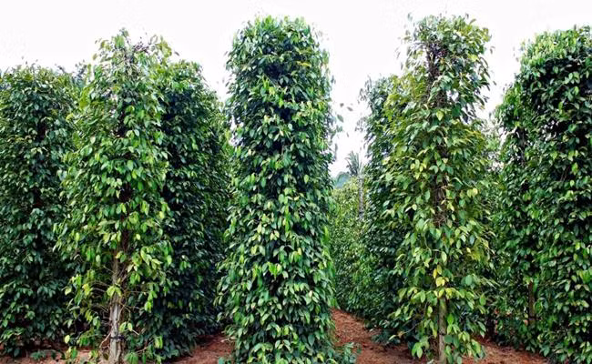Tuy nhiên những ngày gần đây, hồ tiêu đột ngột tăng giá, nhảy vọt lên trên 70.000 đồng/kg.