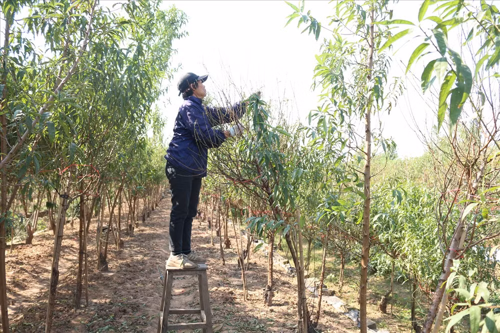 Việc tuốt lá sẽ giúp cây tập trung dinh dưỡng làm nụ, đảm bảo nụ hoa ra nhiều, đều, mập, hoa to, cánh dày, màu đẹp. Ảnh: Lao động.