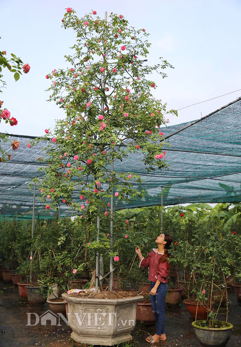 Một cây hồng cổ thụ Sapa được định giá trên dưới 300 triệu đồng. Ảnh: Dân Việt.
