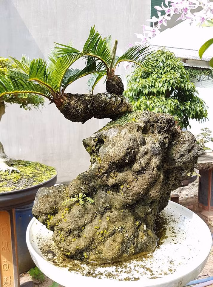 Vào dịp Tết, những chậu vạn tuế mini cũng được khách hàng ưa chuộng. Ảnh: Fb Trân Văn Kien.
