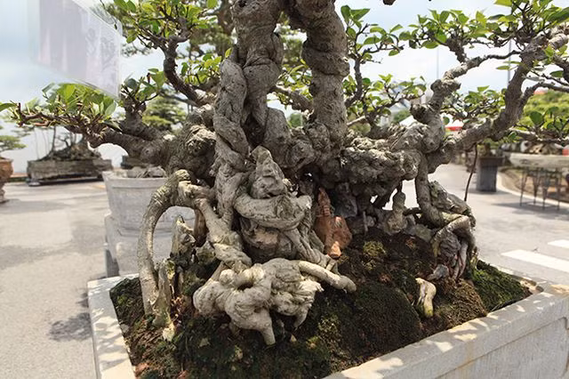 Người chiến thắng trong cuộc đấu giá là anh Lộc (Hải Dương). Anh cho biết, đây là cây si cổ hóa thạch có nguồn gốc ở Đông Anh (Hà Nội). Ảnh: Dân Việt.