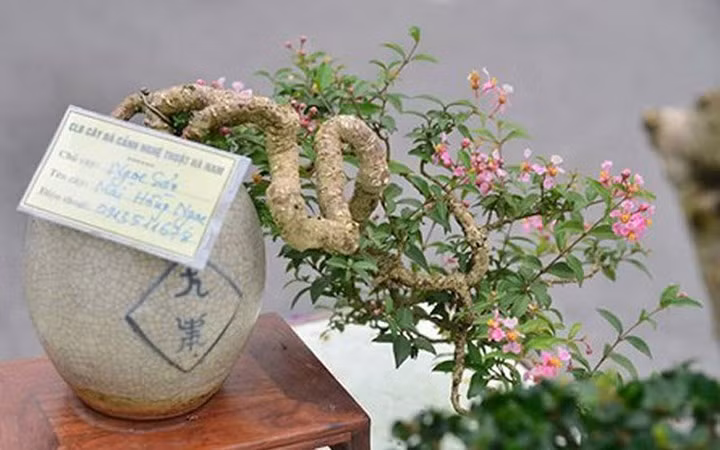 Giá của một cây bonsai tí hon như thế này được tiết lộ là khoảng vài ngàn USD (hàng trăm triệu đồng). Ảnh: Tiền Phong.