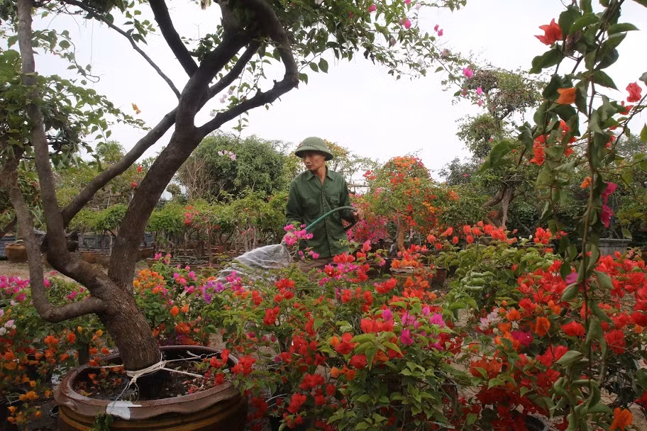 Là cây thân gỗ lâu năm, nhiều màu hoa giấy được trồng ghép trên một thân để hoa trên cùng 1 cây có nhiều màu sắc khác nhau.