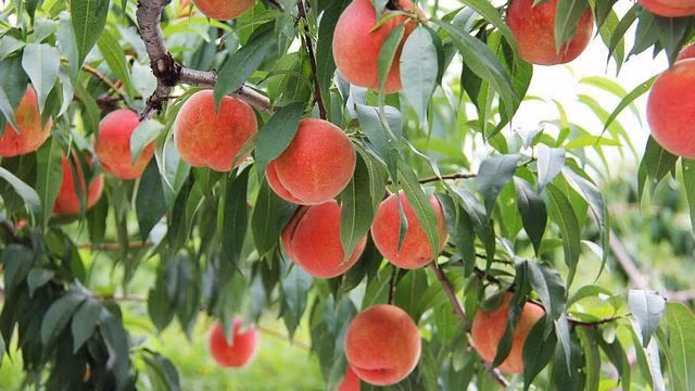 Khác với đào Việt Nam trái nhỏ, có hình mỏ quạ, nhiều lông và hơi chua, trái đào tiên Nhật Bản có trái to gấp đôi đào Việt Nam, vỏ mỏng, thịt mềm, mọng nước cùng vị ngọt mát. Ảnh: Vietnamnet.