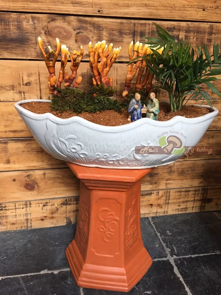 Một ưu điểm nữa của nấm linh chi bonsai là phát triển tự nhiên, không phun bất cứ hóa chất nên khách hàng yên tâm sử dụng.