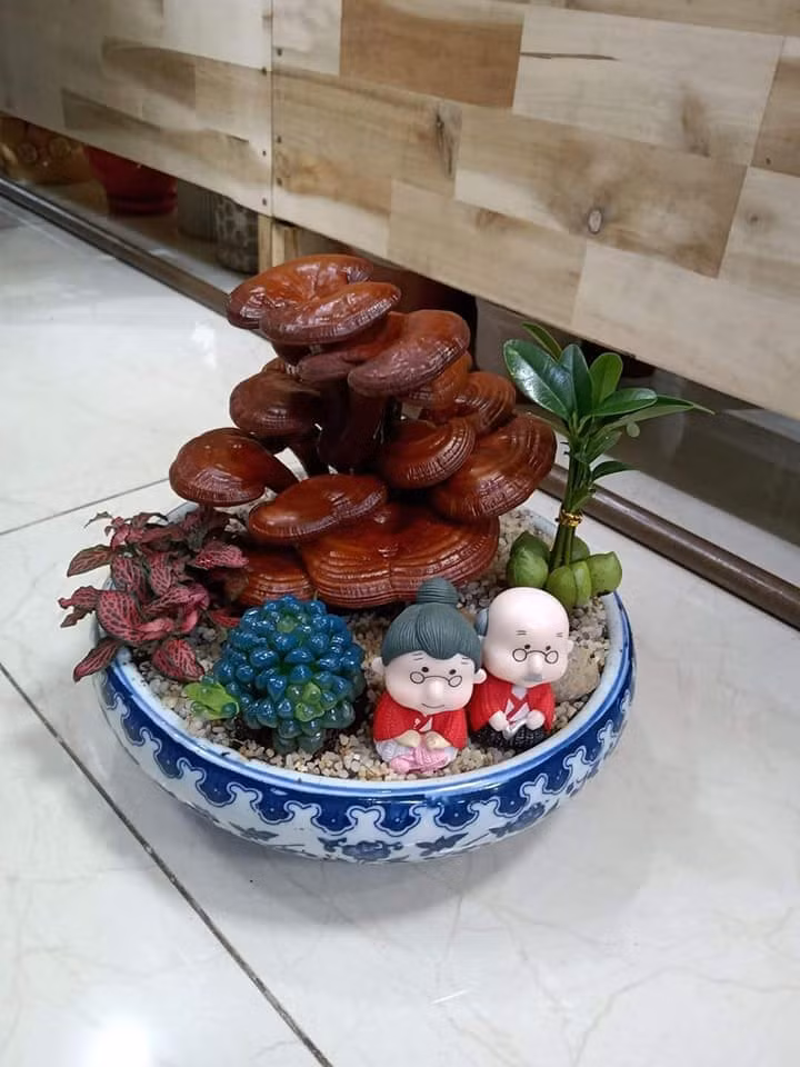 Một chậu nấm linh chi được bày trí tiểu cảnh bắt mắt.