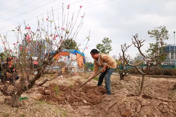 Sau khi trồng, tiến hành cắt cành đào lần thứ nhất. Cắt thật đau để cành mới phát sinh nhiều, năm tới sẽ cho nhiều hoa.