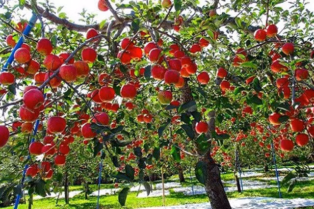 Hơn nữa, loại táo Nhật Bản này không sử dụng bất kỳ loại thuốc trừ sâu nào. Ảnh: Japantimes.