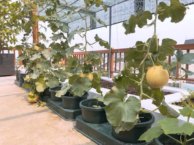 Những trái dưa lưới tròn, nặng, chín vàng nhìn rất đã mắt. Ảnh: Khám phá.