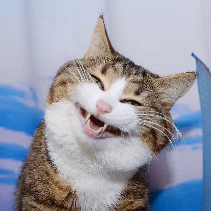 May mắn, chú mèo Rexie được Dasha, chủ nhân hiện tại cứu giúp và chăm sóc, yêu thương rất nhiều.