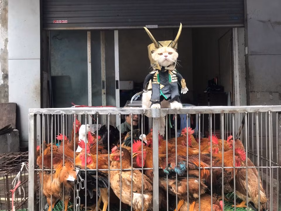 Khí thế đứng trên vạn gà của chú mèo đáng yêu khiến nhiều người không khỏi thích thú. (Ảnh: Facebook Lê Quốc Phong)