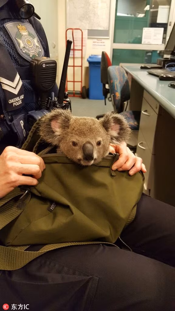 Gấu koala được đưa về trụ sở cảnh sát sau khi tự mình gây rắc rối.