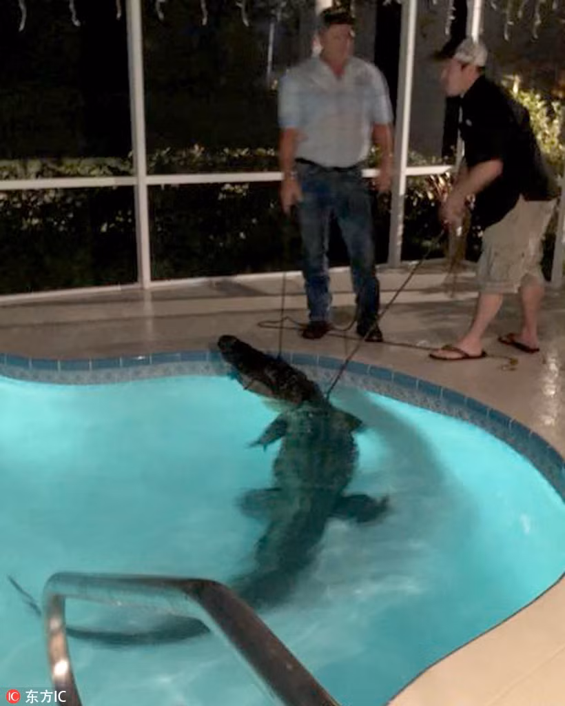 Tại Florida, Mỹ, con cá sấu dài tới gần 4m đã lẻn vào bể bơi nhà dân. May mắn thay, nó được phát hiện kịp thời và bị cảnh sát bắt gọn.