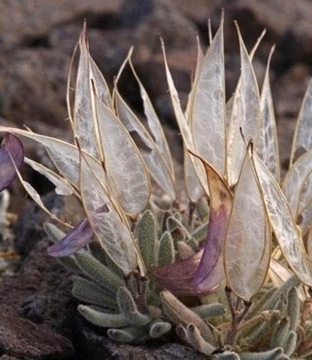 Theo tìm hiểu, loài thực vật kỳ lạ này vô cùng hiếm thấy, có tên khoa học là Anelsonia eurycarpa, một chi thực vật có hoa trong họ Cải.