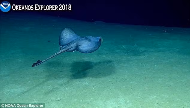 Được biết, ngoài mực ma cà rồng, lần này tàu thám hiểm của NOAA cũng có nhiều phát hiện quý giá khác như sao biển trắng, cá đuối, cua, sứa..