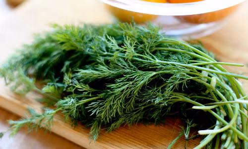 Lợi ích tuyệt vời của rau thì là Loi ich tuyet voi cua rau thi la