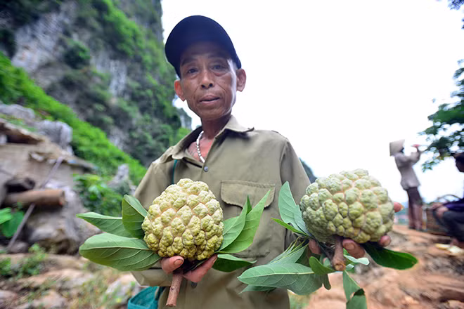 Theo người dân địa phương, gia đình nào ở Chi Lăng cũng trồng na, nhà ít thì vài trăm cây, nhà nhiều thì tới cả ngàn cây. Những quả na thơm lừng ngọt lịm đã đem lại cuộc sống ổn định, thậm chí có phần khá giả nên được người dân yêu quý đặt cho cái tên mỹ miều: Vàng treo nơi vách đá.