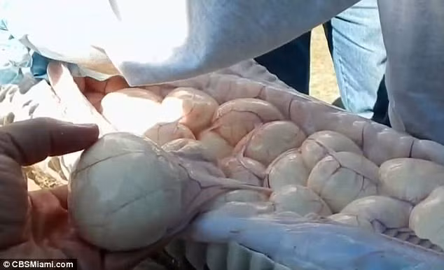 Sau khi Crum mổ bụng trăn và tìm thấy 78 quả trứng bên trong, chính quyền Florida đã quyết định thưởng thêm cho người đàn ông gan dạ này 100 USD. Ảnh: trứng bên trong bụng con trăn khổng lồ.