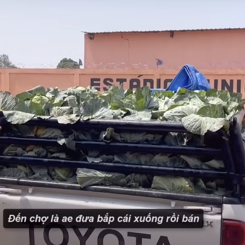 Bắp cải tại nông trại của Quang Linh được nhiều người dân ưa chuộng.