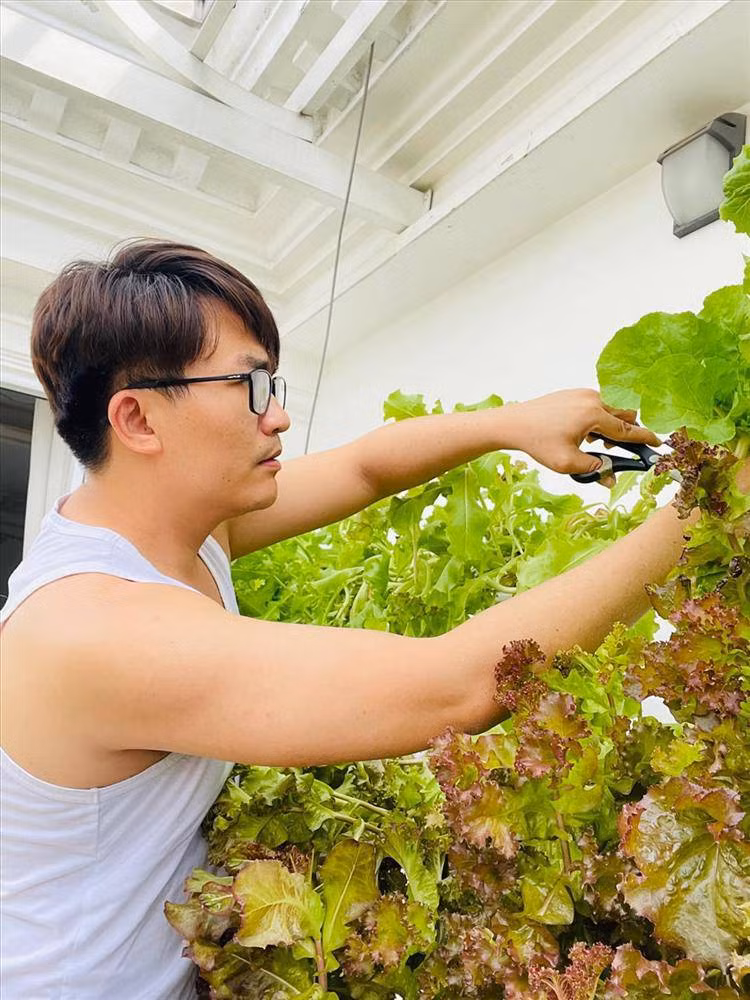 Vườn rau trong nhà MC Đại Nghĩa có nhiều loại như xà lách, dưa chuột, dưa lưới, bầu, bí...