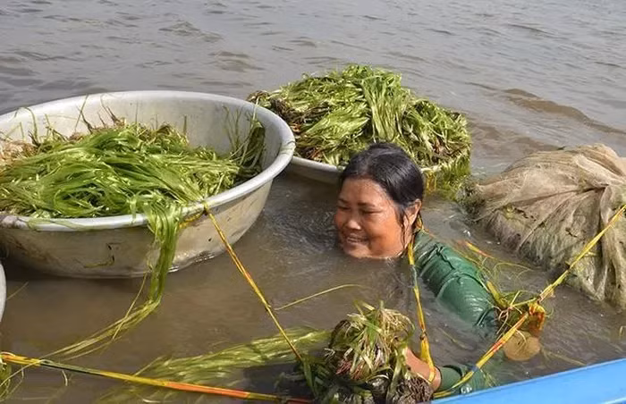 Mỗi mùa nước nổi về, loài cỏ dại ven đồng mang lại nguồn thu nhập không nhỏ cho người dân. Ảnh: Tép Bạc