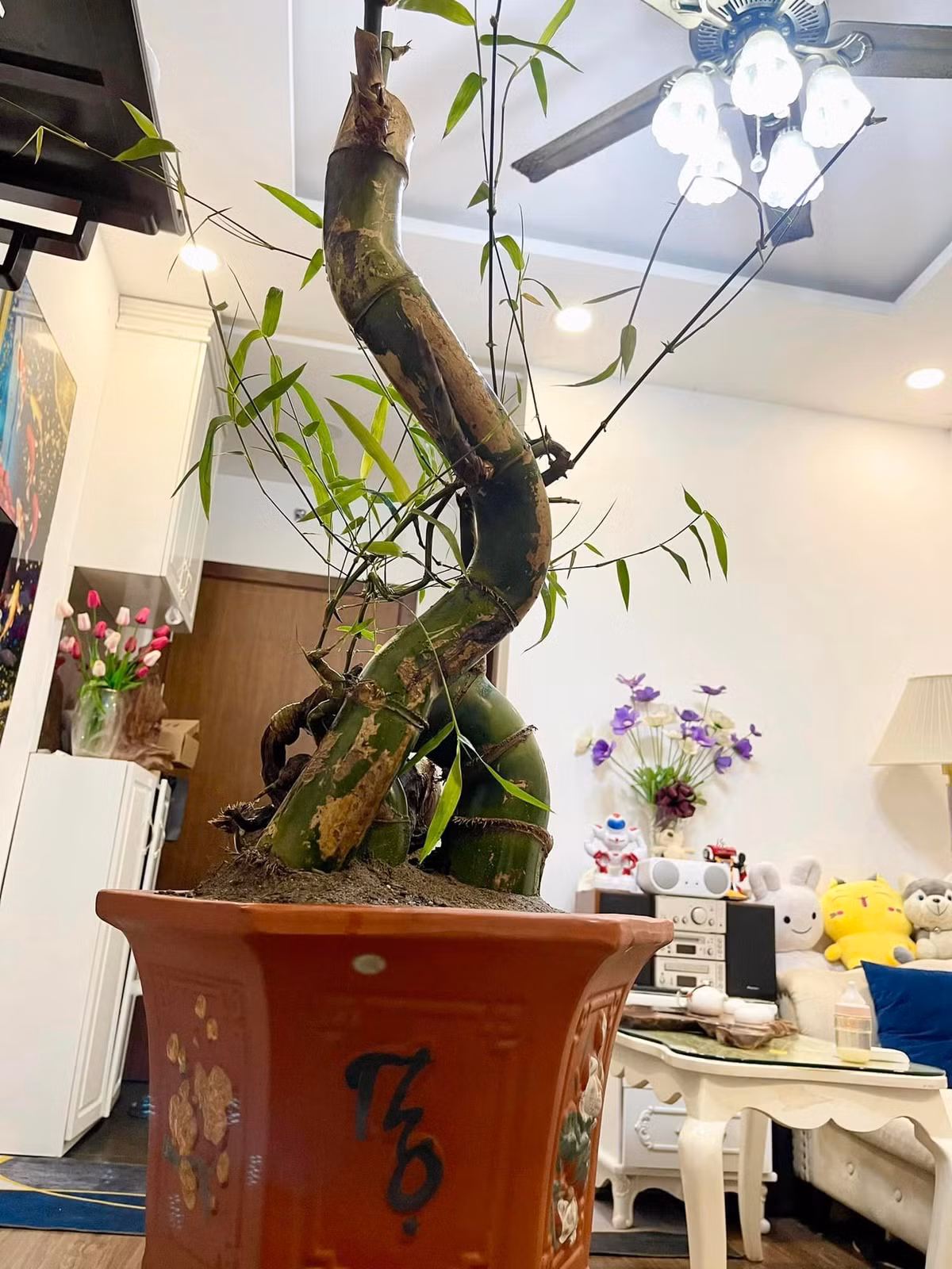 Trên nhiều hội nhóm mạng xã hội đã xuất hiện người rao bán tre bonsai chơi Tết. Ảnh: Facebook