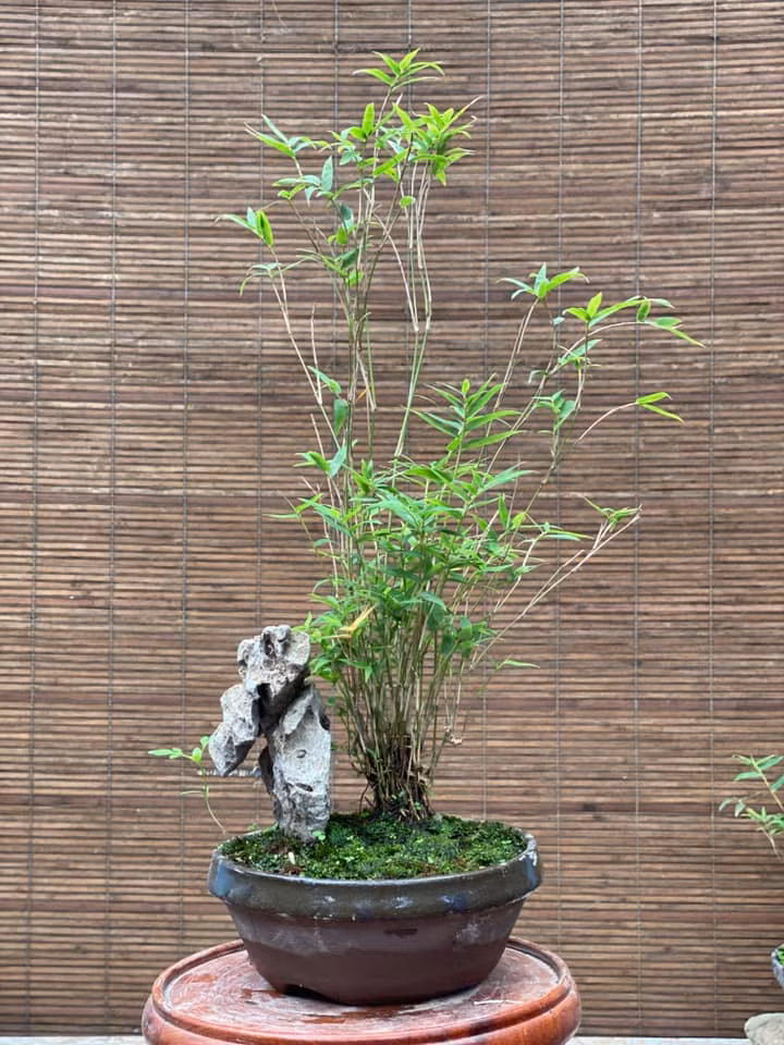 Một số người chơi dự đoán năm nay mốt chơi tre bonsai 3 ngày Tết được nhiều khách hàng ưa chuộng. Ảnh: Facebook