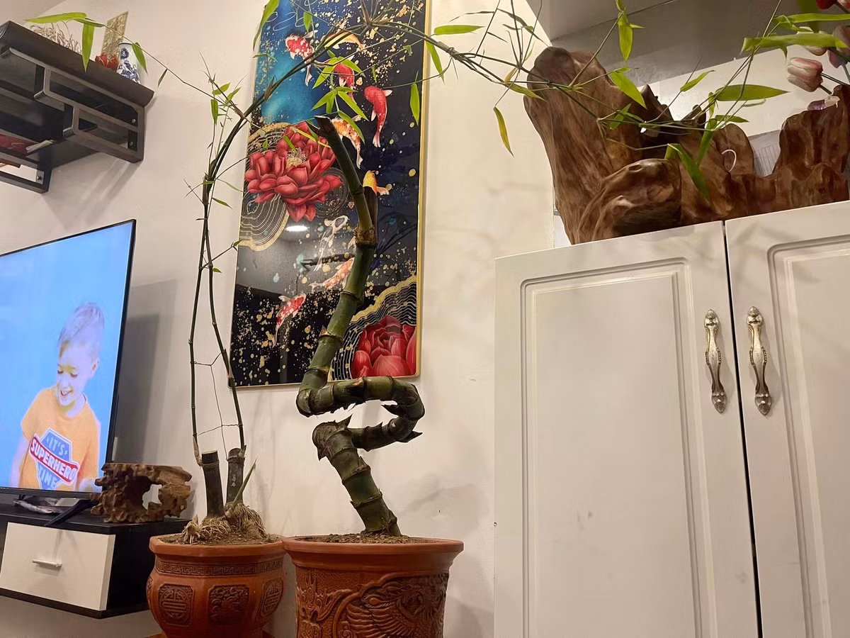 Tre bonsai mang thế long cuốn thuỷ kỳ công. Ảnh: Facebook