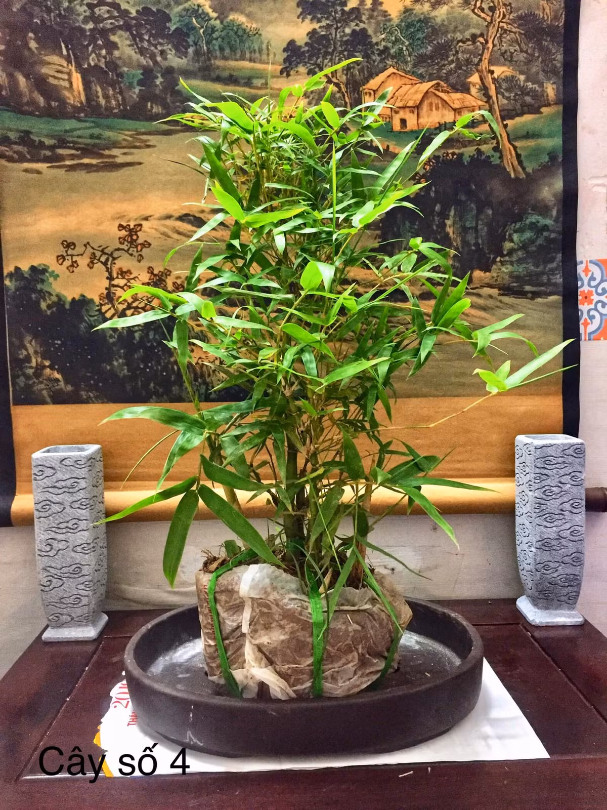 Mỗi gốc tre bonsai có giá dao động từ 150.000 đến 500.000 đồng, tuỳ kích thước. Ảnh: Facebook