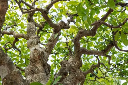 Cây có tuổi đời hàng trăm năm, cao 1,5 mét, tán rộng 2 mét và nặng gần 1 tấn. Ảnh: ĐSPL