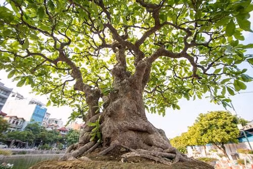 Chia sẻ trên Dân trí, ông Phùng Tình cho biết, nhiều vị khách không quản ngại đường xa, từ khắp các tỉnh thành đổ về đòi mua cây nhưng ông quyết giữ không bán. Ảnh: ĐSPL