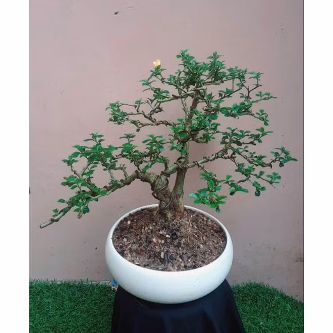 Từng là một loài hoa mọc dại bên đường song qua bàn tay của nghệ nhân, hoa ké "hoá" bonsai vô cùng đẹp và có giá trị cao. Ảnh: Shopee