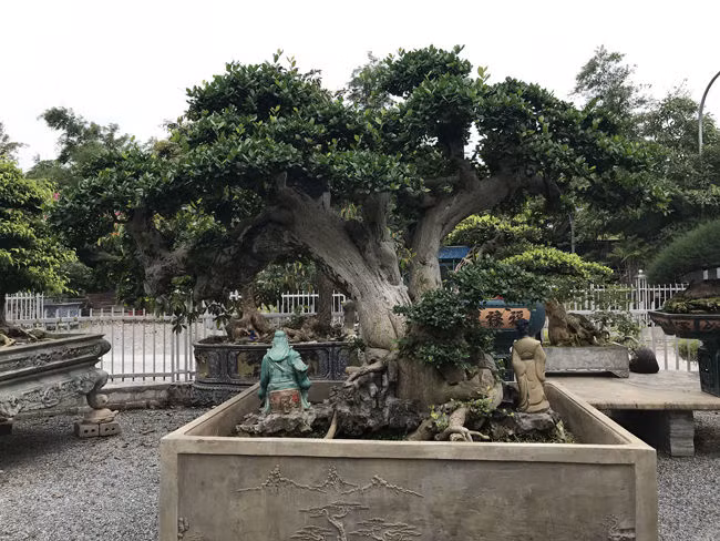 Ngoài ra, trong vườn của nghệ nhân Phi Sơn còn nhiều cây duối cảnh mang dáng vẻ độc đáo khác. Ảnh: Bestie