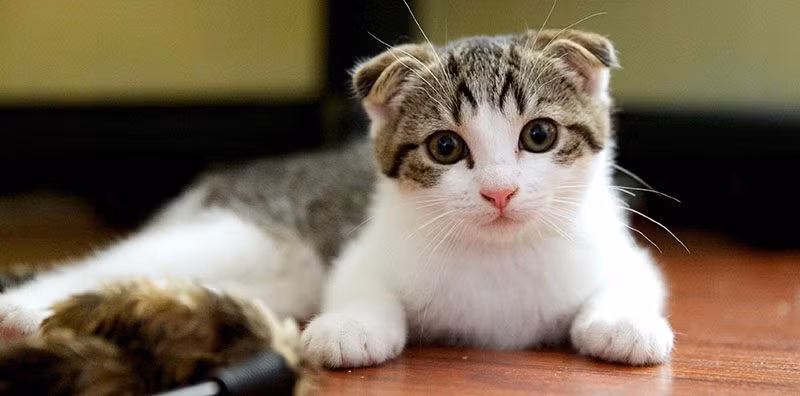 Mèo Scottish Fold tai cụp có nguồn gốc từ một trang trại ở vùng Tayside của Scotland. Trái với vẻ ngoài buồn bã, mèo tai cụp Scotland lại vui vẻ và tràn đầy năng lượng. Loài mèo này có giá khoảng 3.000 USD.