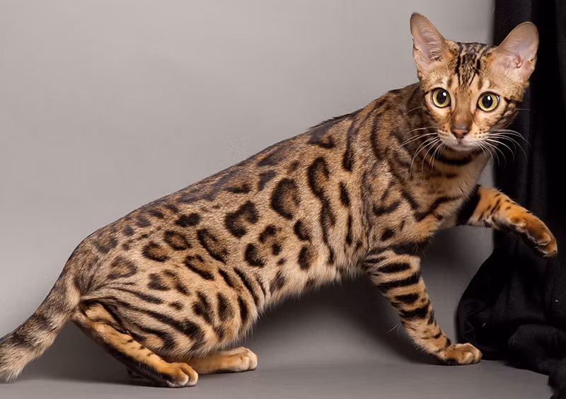 Một chú mèo Bengal đẹp có giá lên tới 25.000 USD. Giống mèo này rất tình cảm, thân thiện với trẻ em và chó.