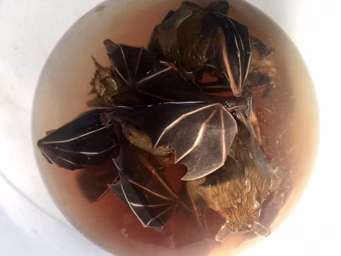 Các món ăn từ đặc sản thịt dơi như xào lăn, dơi băm, nấu cháo...được dân nhậu đặc biệt yêu thích. Ảnh: Nông nghiệp