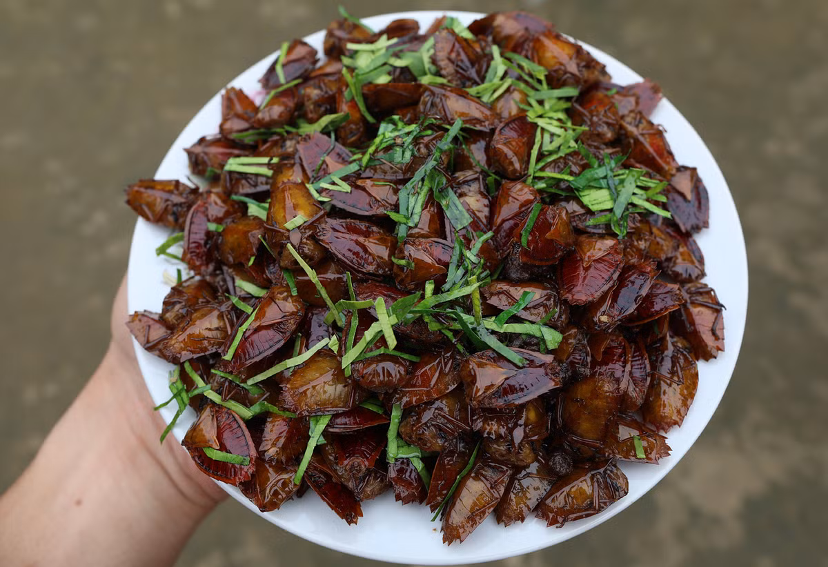 Tuy nhiên, tại Sơn La, bọ xít là đặc sản có giá lên tới 450.000 đồng/kg và không phải ai cũng có cơ hội thưởng thức. Ảnh: Internet