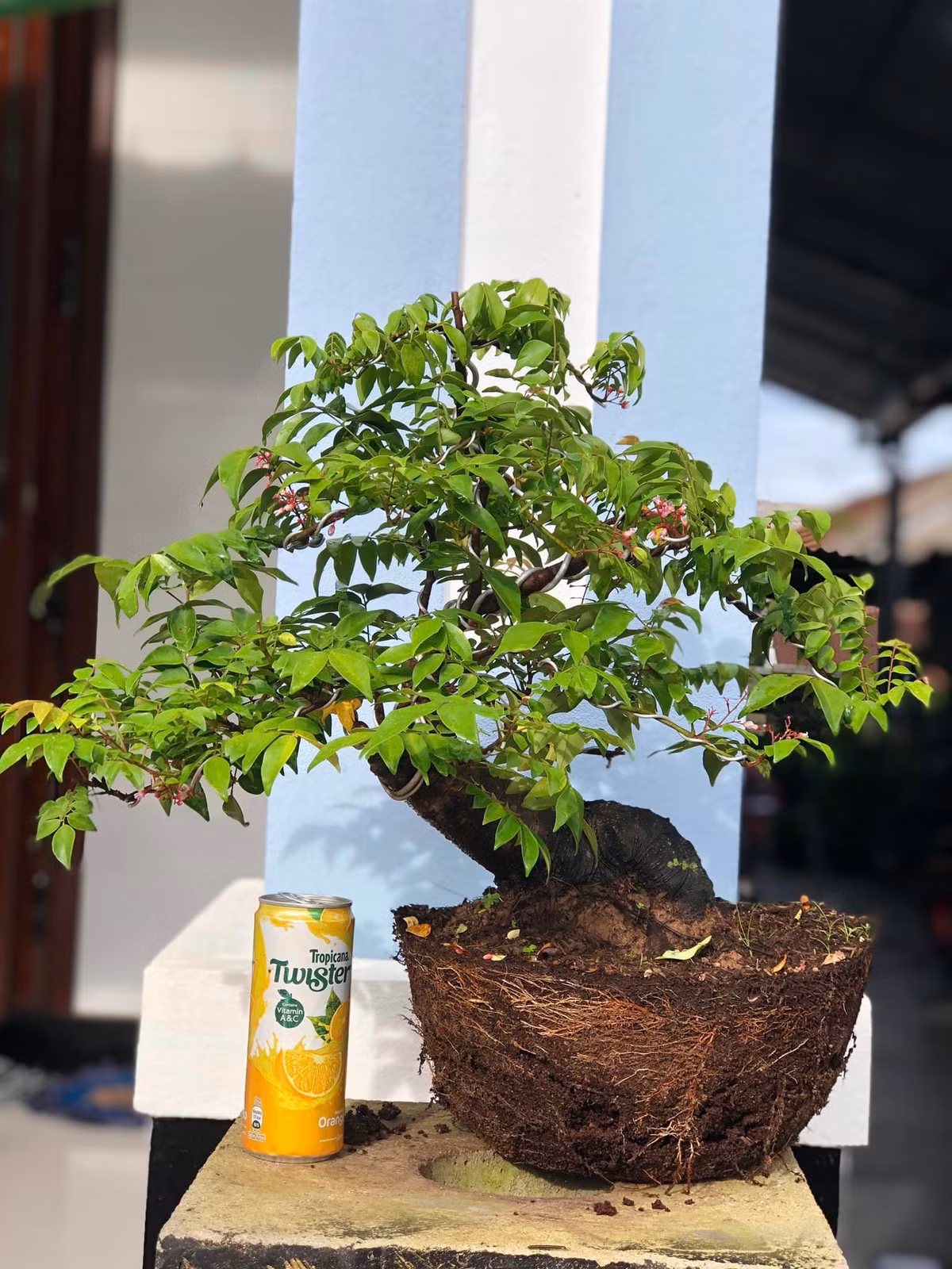 Những chậu khế mini cao từ 36 - 50 cm được đông đảo khách hàng ưa chuộng. Ảnh: Facebook