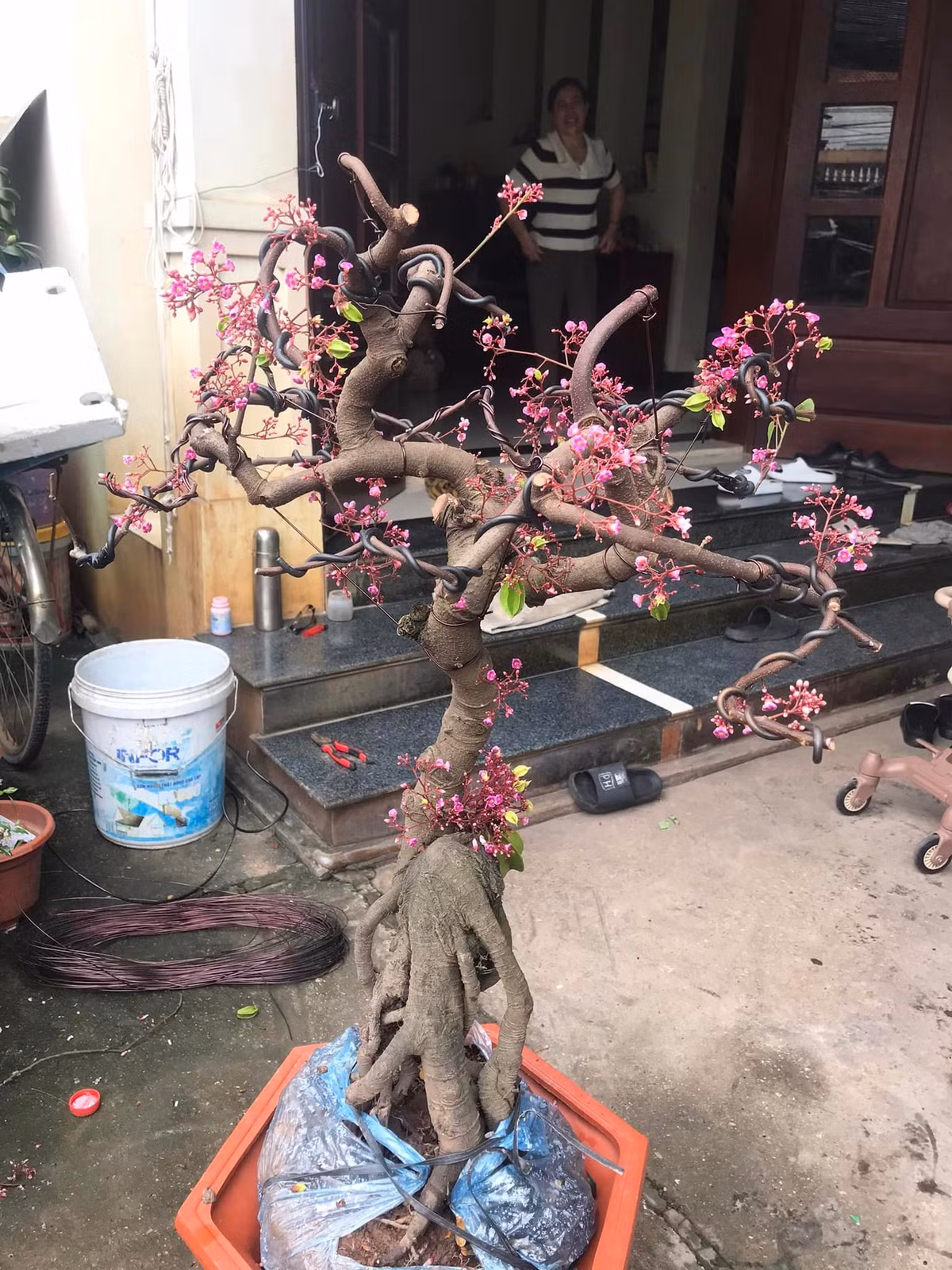 Khế bonsai nhiều hoa được rao bán 1,2 triệu đồng để chơi Tết. Ảnh: Facebook