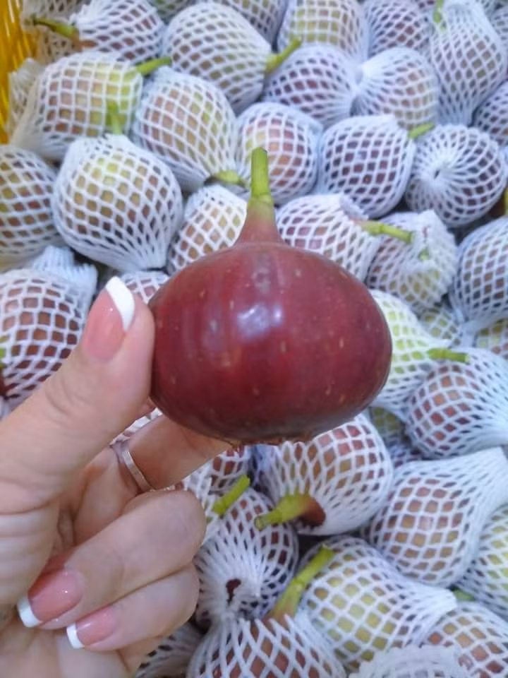 Ngoài quả sung chát thường dùng làm dưa muối quen thuộc với người dân Việt, trên thị trường còn xuất hiện sung Mỹ quả to như trái lê.