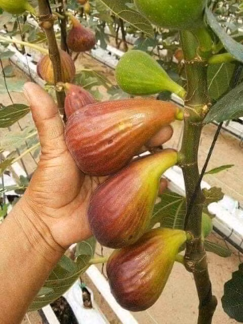 Sung Mỹ còn được gọi là sung đường, sung ngọt, trồng nhiều ở vùng Địa Trung Hải.