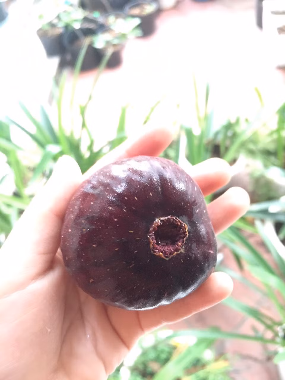Vì thế, trên thị trường trái sung Mỹ khá phổ biến, khách hàng không phải đặt hàng lâu như trước.