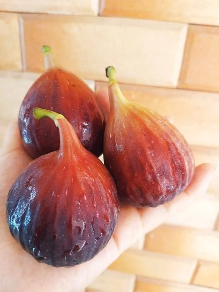 Sung Mỹ không chỉ cho trái to mà còn ngọt và rất thơm.