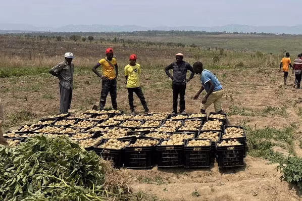 Dù mới chỉ thu hoạch trên một mảnh đất nhưng số lượng đã lên tới mấy tạ. Ảnh: Facebook Quang Linh Vlogs