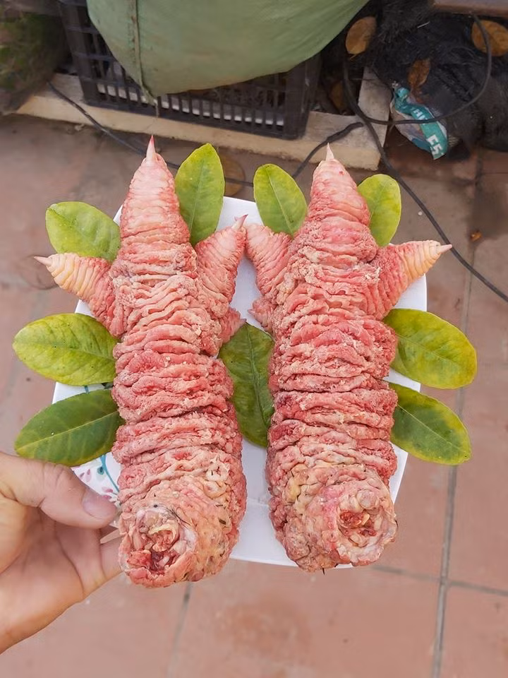 Bởi, gà Đông Tảo Chân to thường quý hiếm và có giá trị cao nên không dễ gì người mua lại cắt chân để bán riêng. Ảnh: Facebook